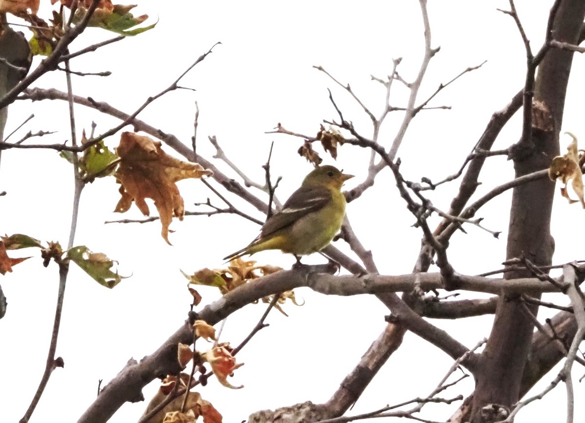 Western Tanager - ML618533223