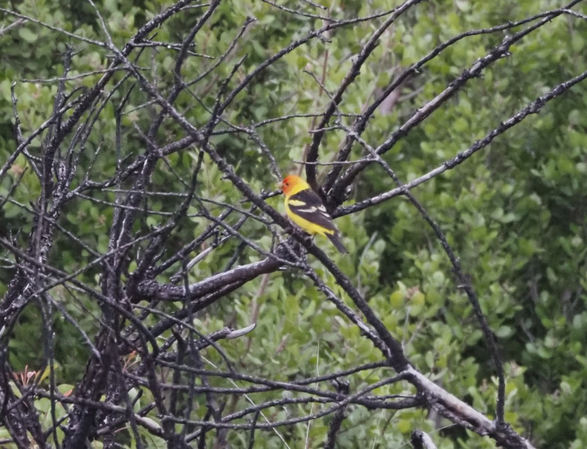 Western Tanager - ML618533224