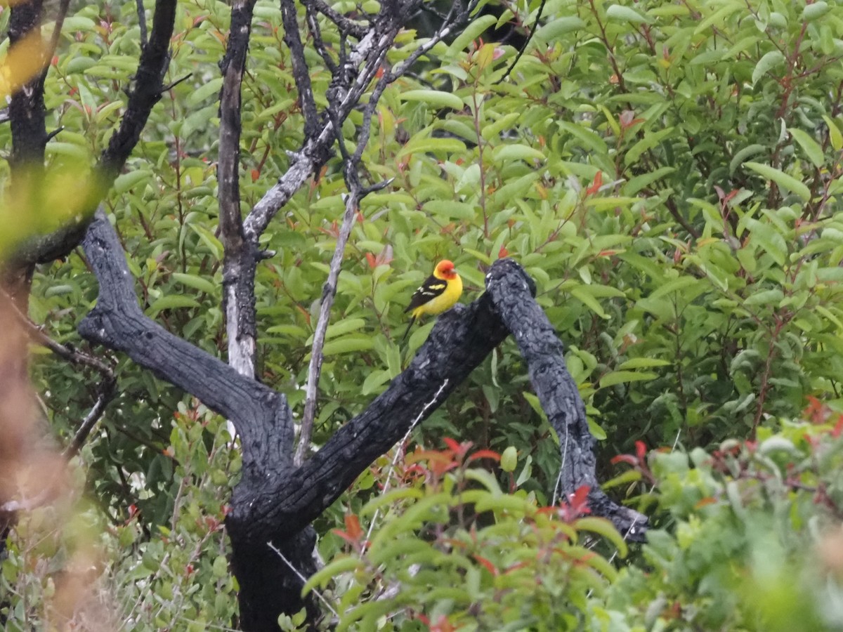 Western Tanager - ML618533225