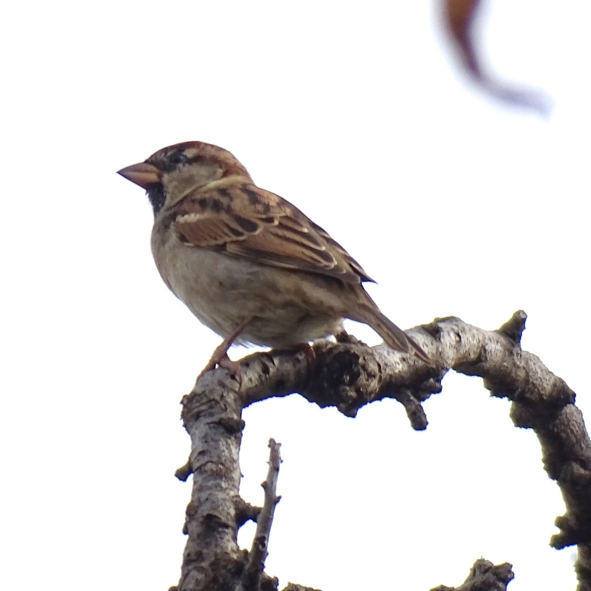 Italian Sparrow - Hoatzin Aname