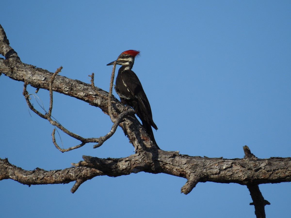 Pileated Woodpecker - ML618533291