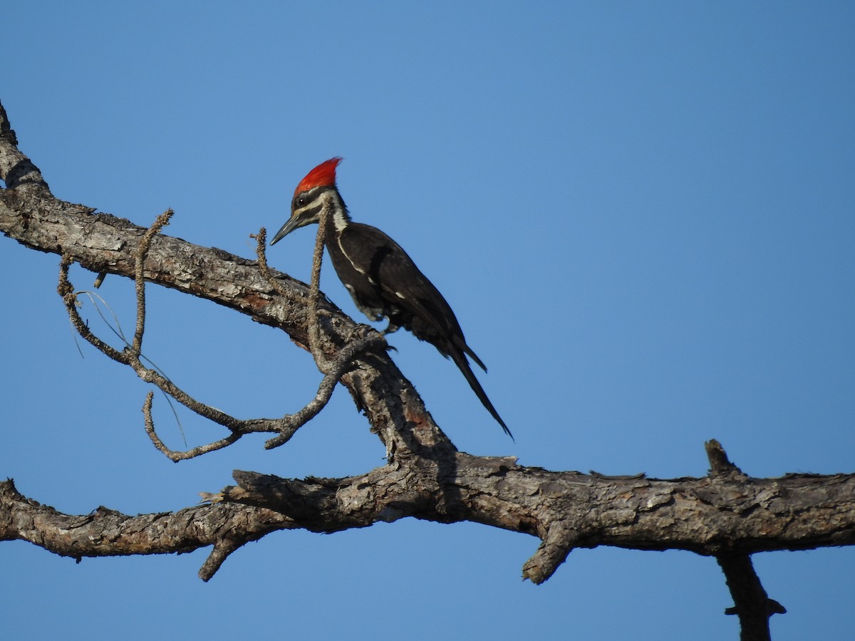 Pileated Woodpecker - ML618533292