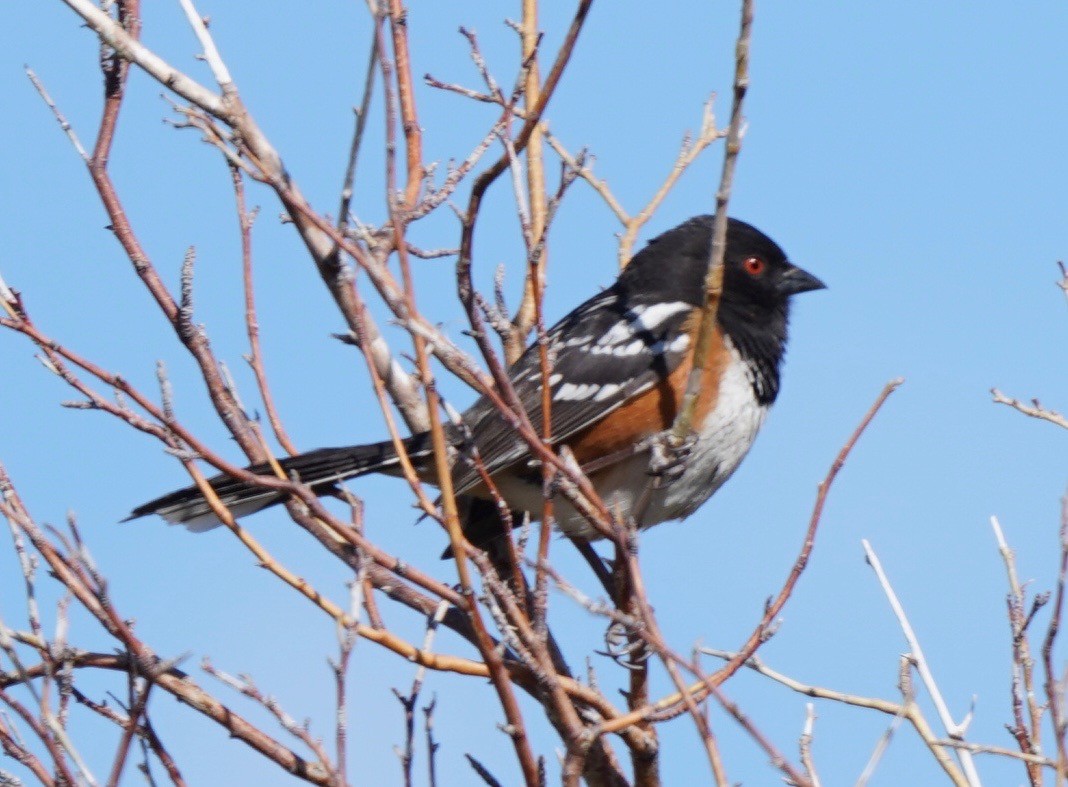 Spotted Towhee - ML618533332