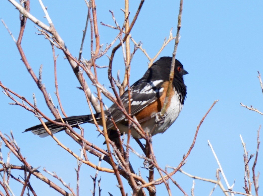 Spotted Towhee - ML618533339