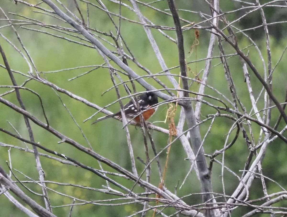 Spotted Towhee - ML618533343