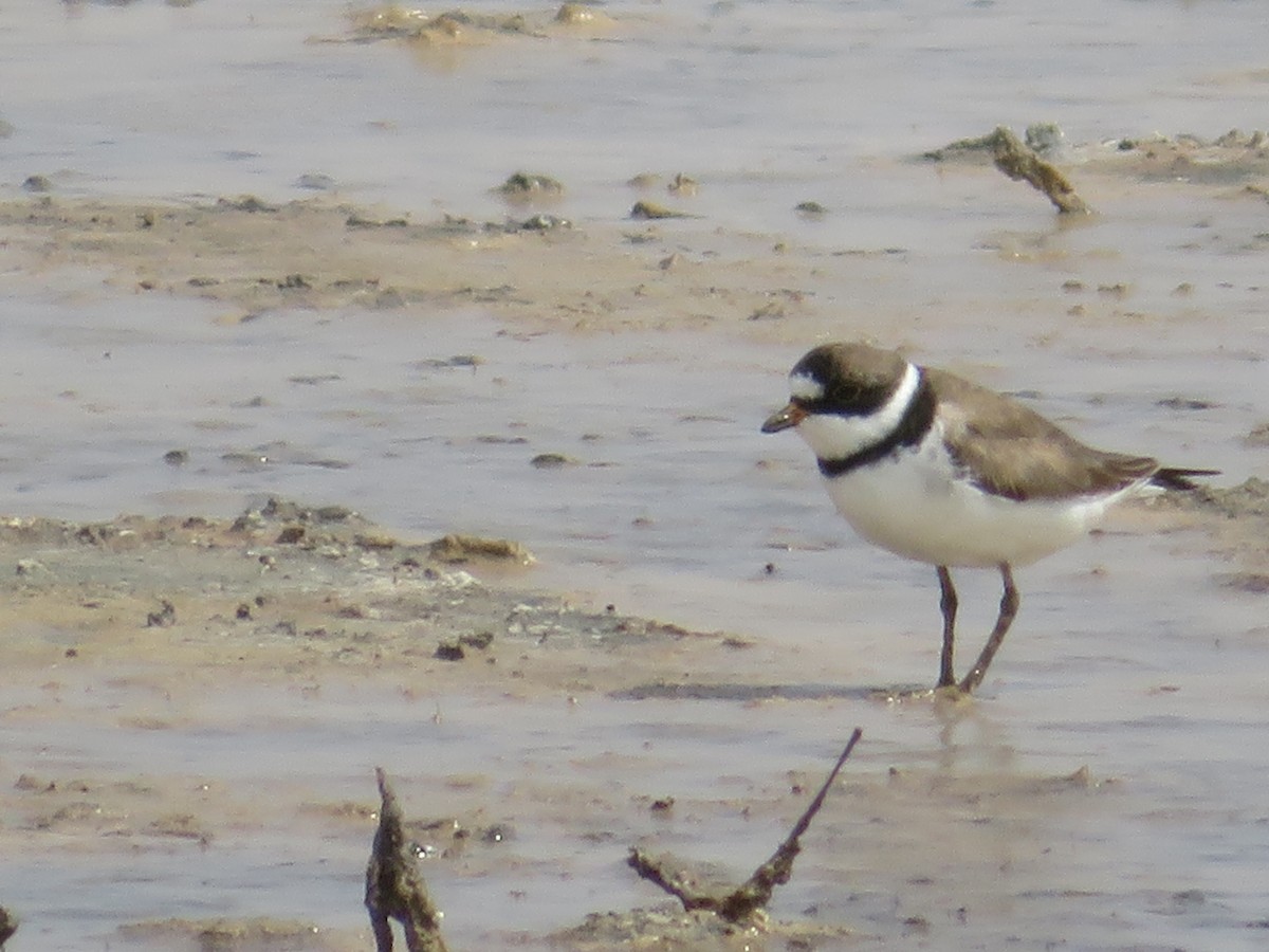 Semipalmated Plover - ML618533373