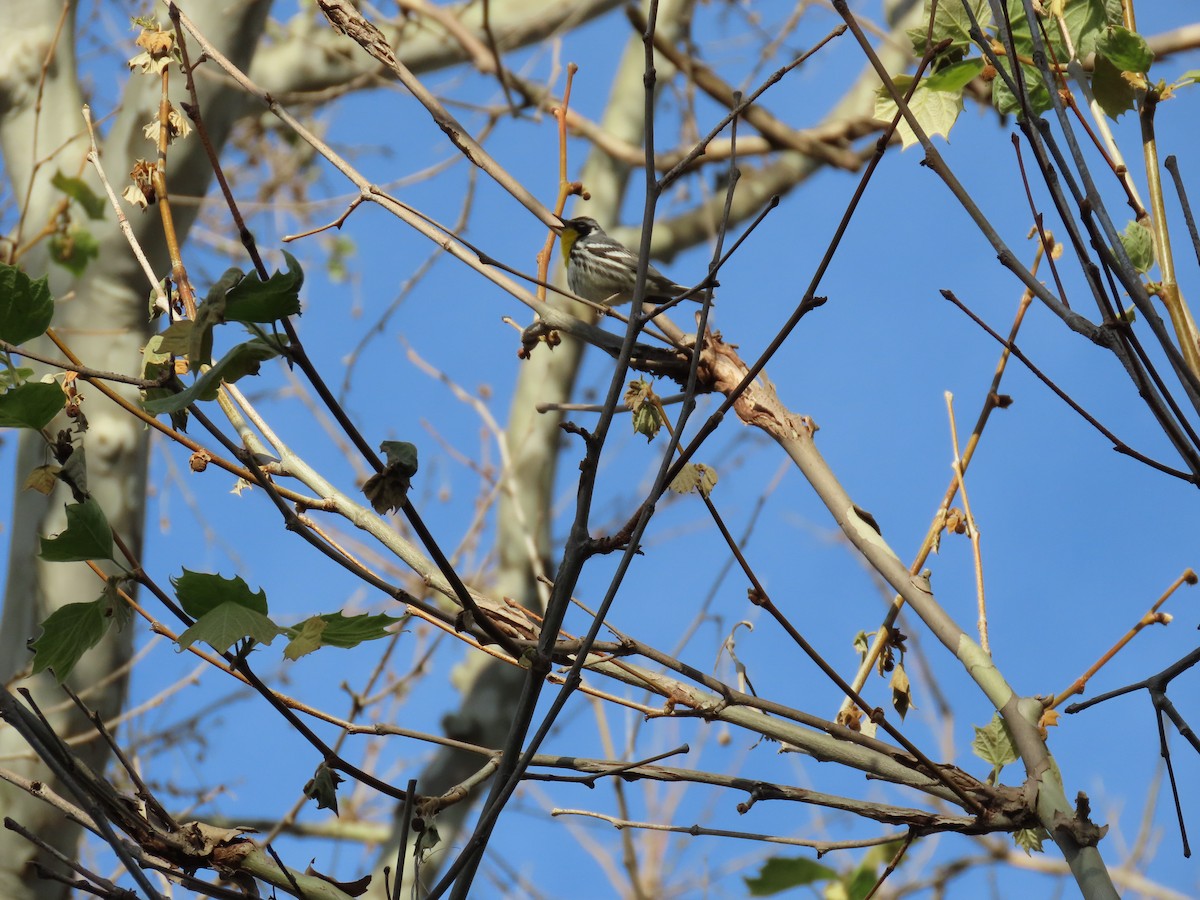 Yellow-throated Warbler - ML618533389