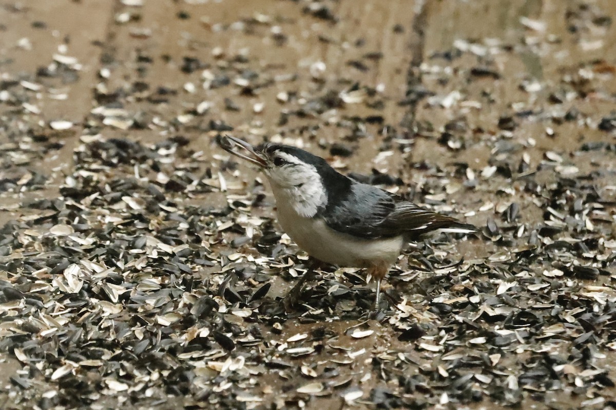 White-breasted Nuthatch - ML618533391