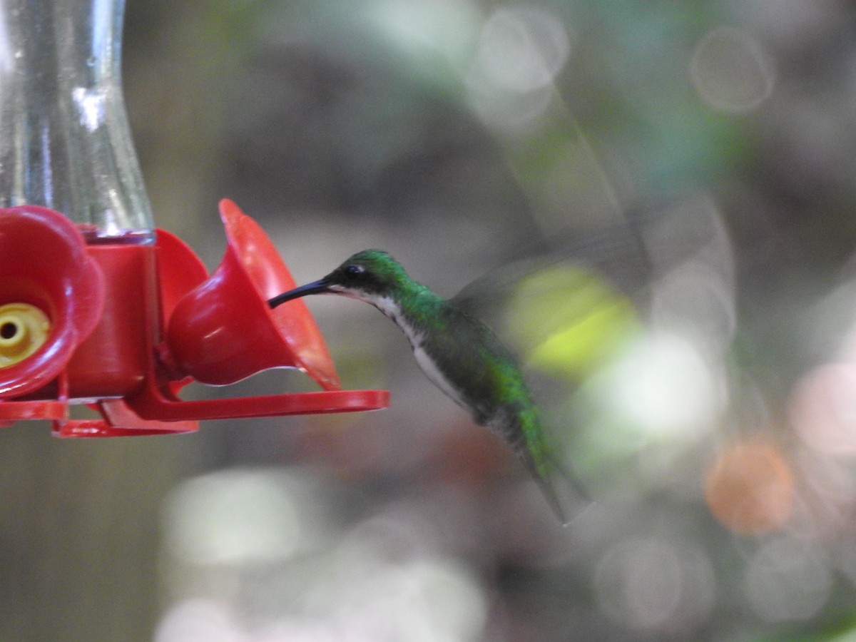 kolibřík lesklý - ML618533407
