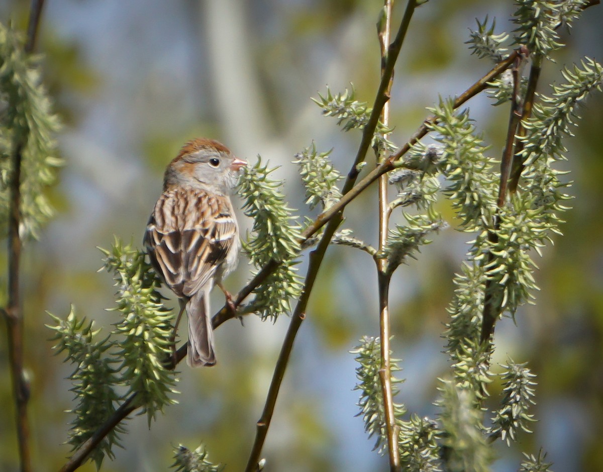 Field Sparrow - ML618533439