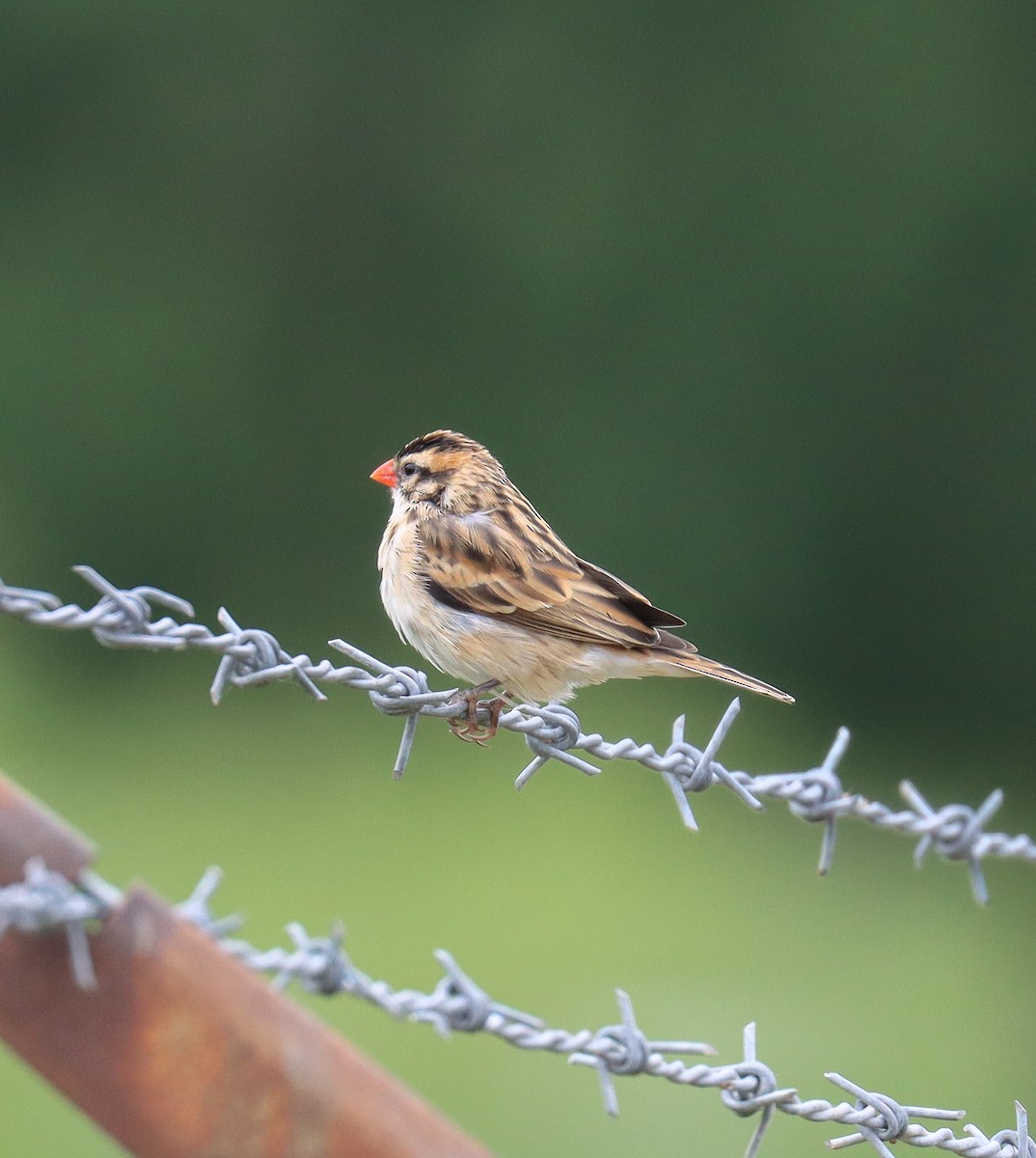 Pin-tailed Whydah - ML618533440