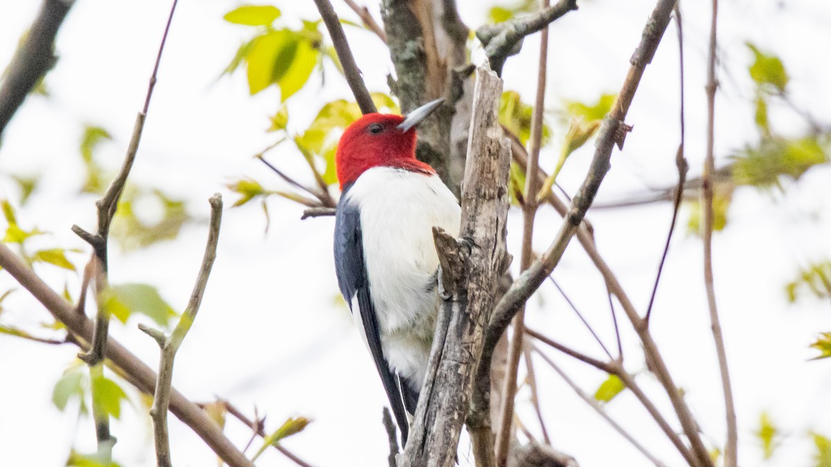 Red-headed Woodpecker - Robert & Susan Codd