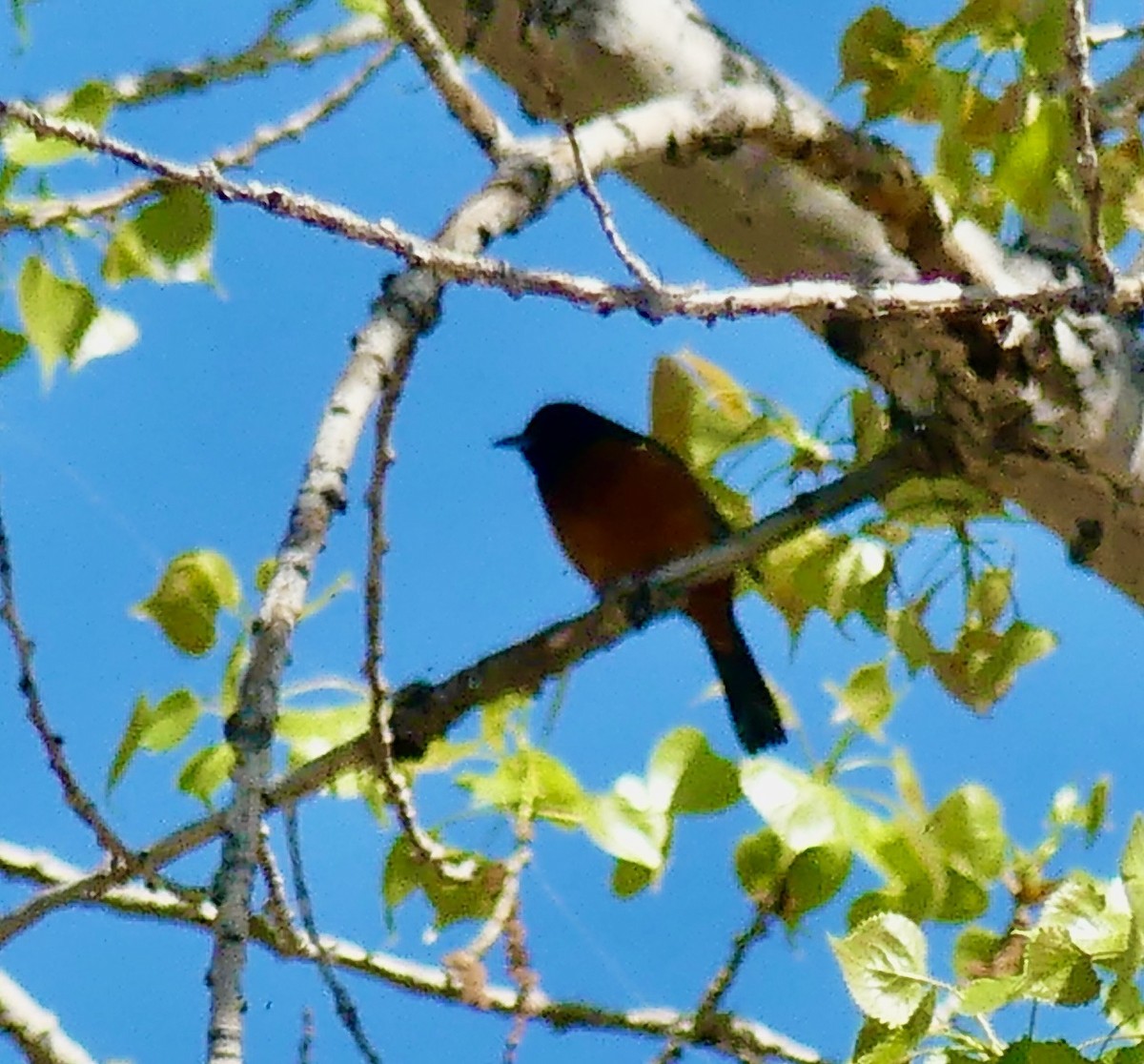 Orchard Oriole - ML618533494