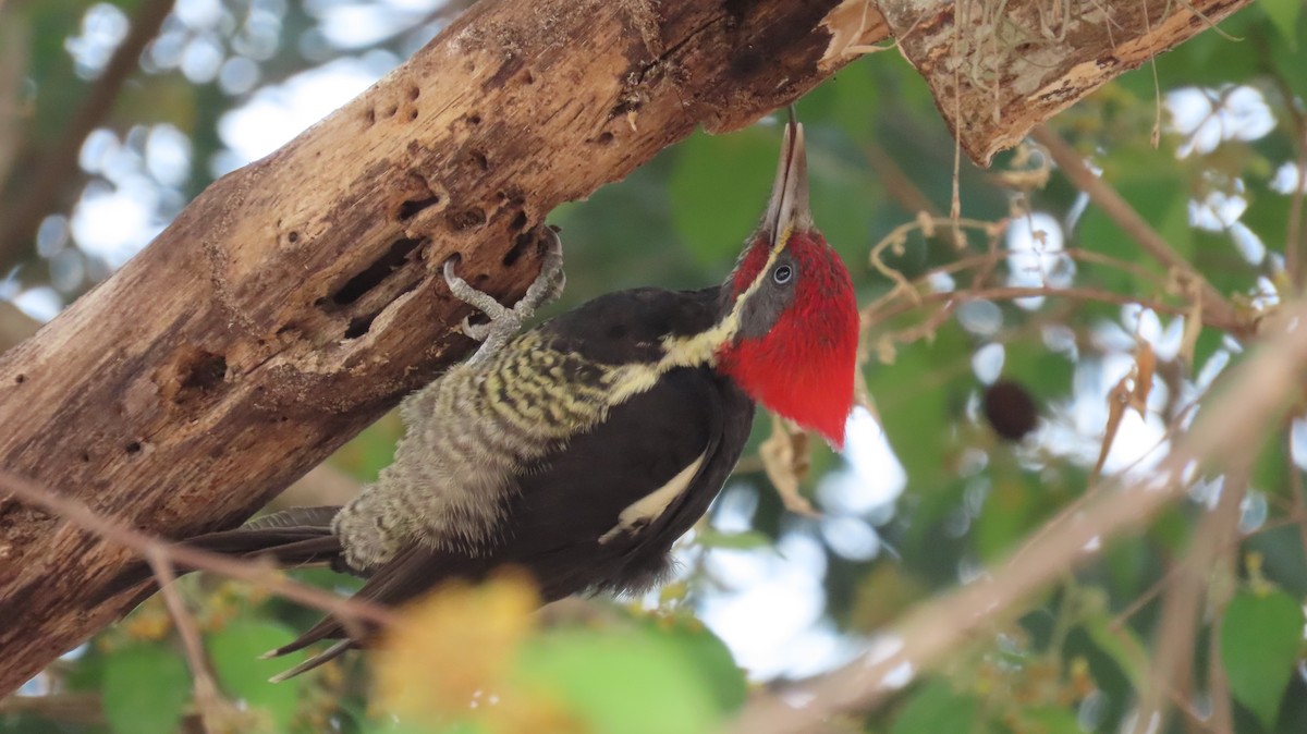 Lineated Woodpecker - Nic Zimmer