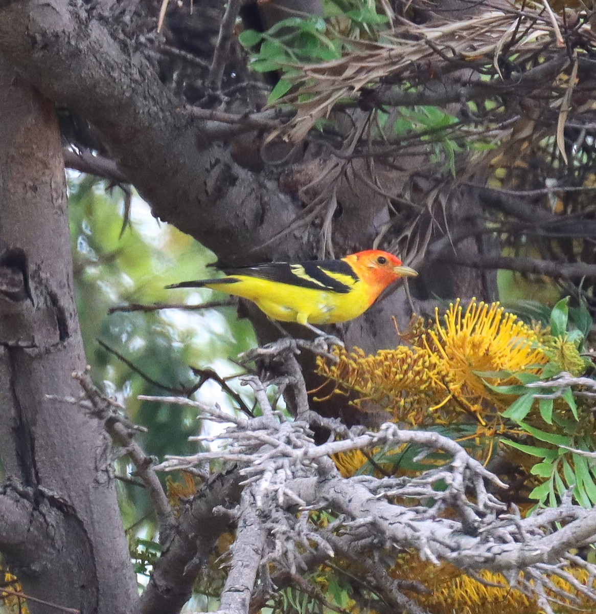Western Tanager - ML618533511
