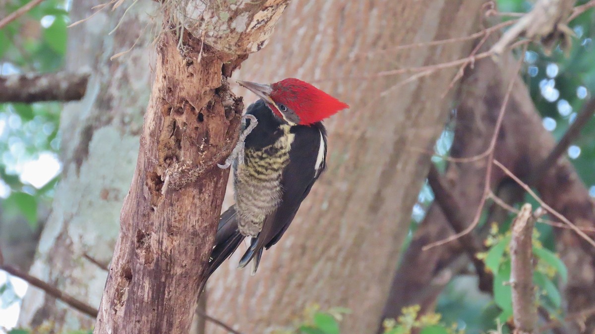 Lineated Woodpecker - ML618533516