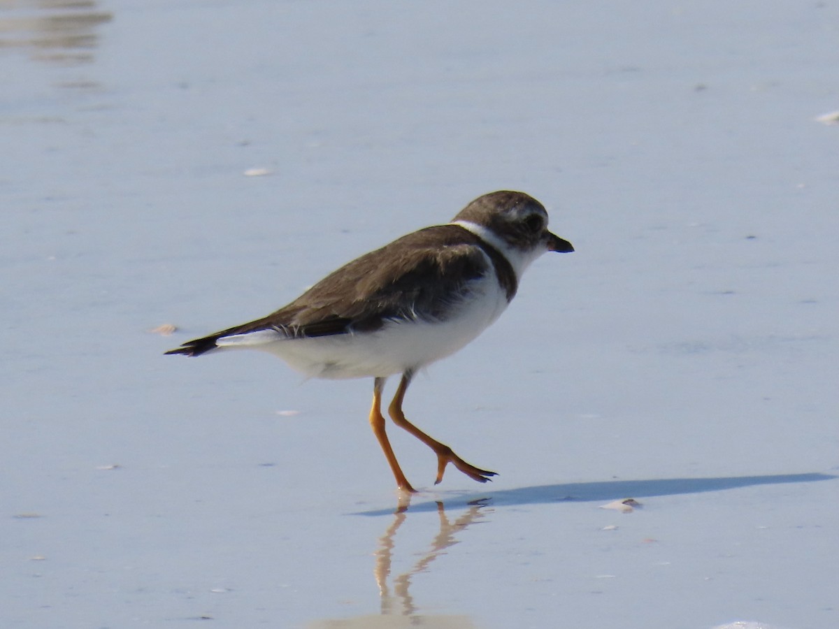 Semipalmated Plover - ML618533561