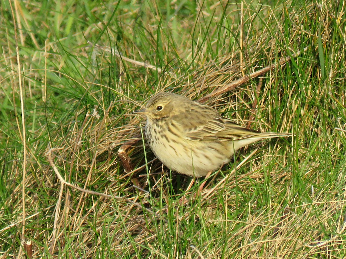 Meadow Pipit - ML618533607