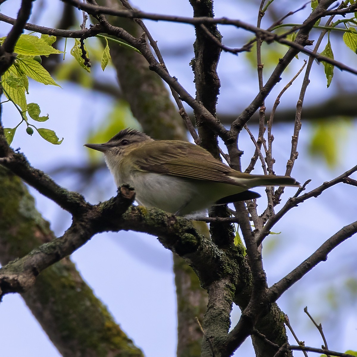 Red-eyed Vireo - Brian Peterson
