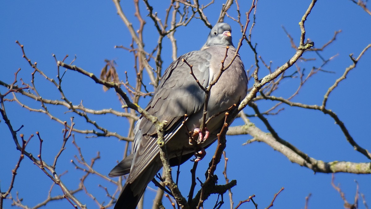 Common Wood-Pigeon - ML618533629