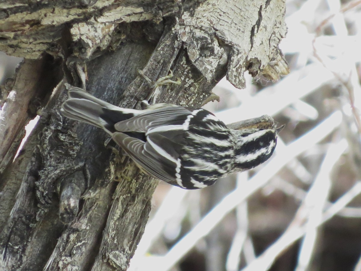 Black-and-white Warbler - ML618533631