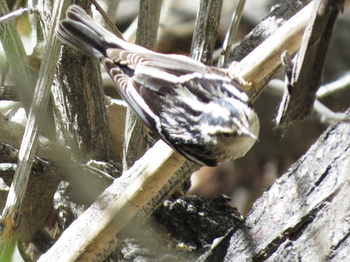 Black-and-white Warbler - ML618533632