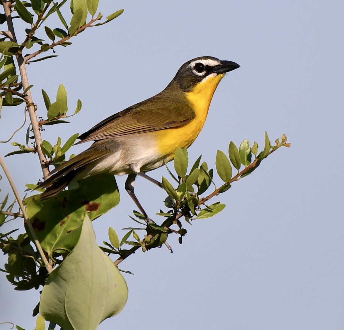 Yellow-breasted Chat - ML618533637