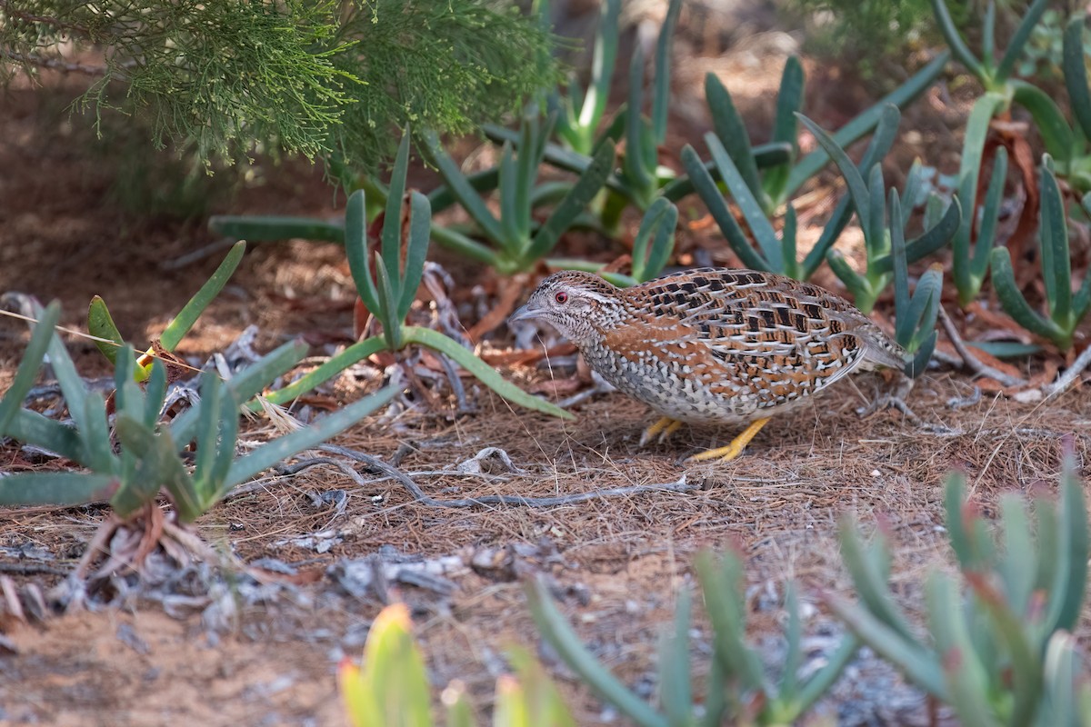 Painted Buttonquail - ML618533652