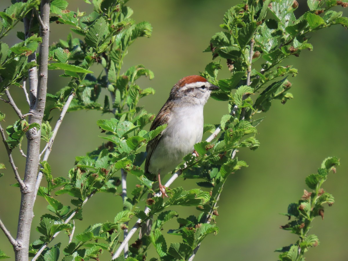 Chipping Sparrow - ML618533654