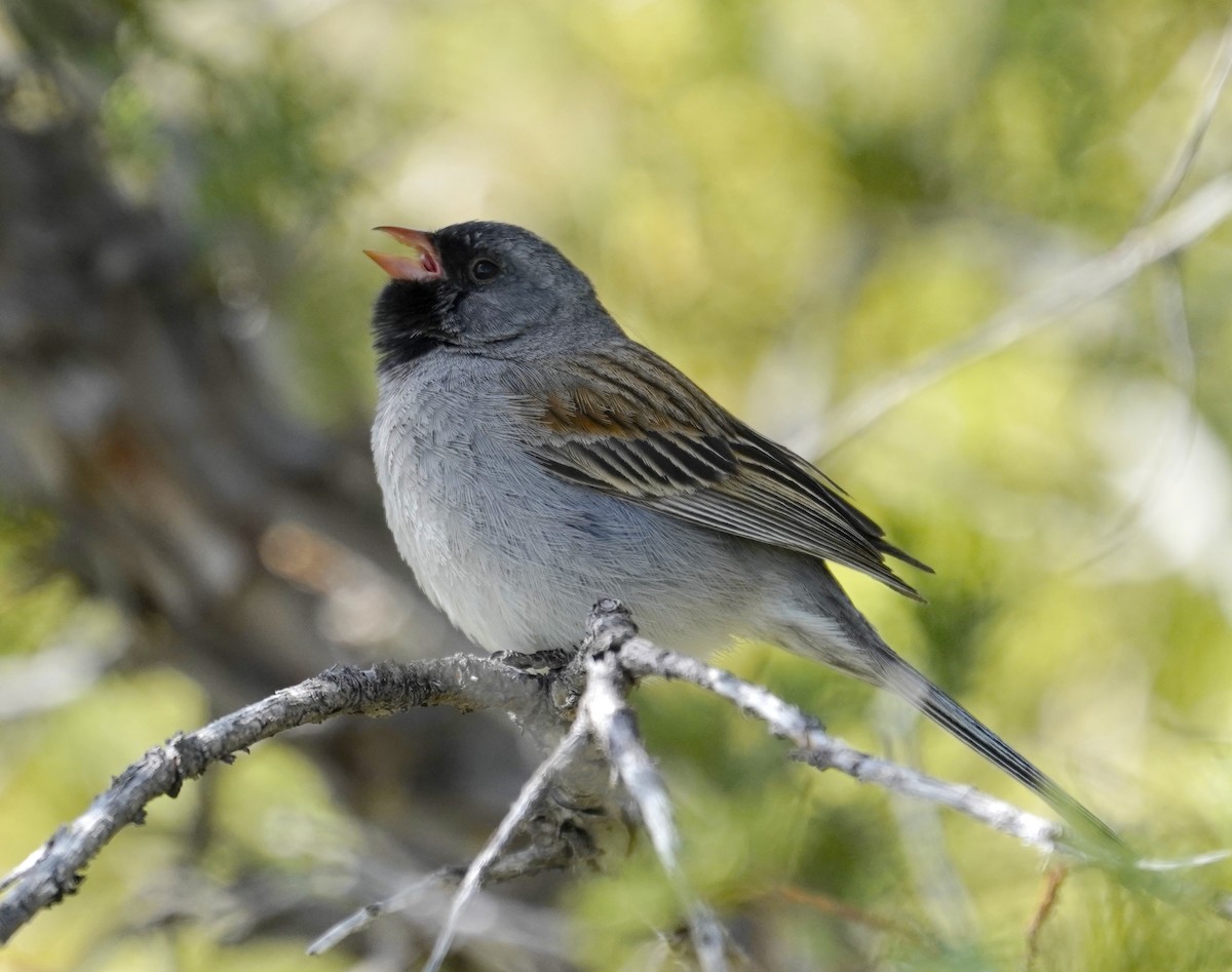 Black-chinned Sparrow - ML618533726