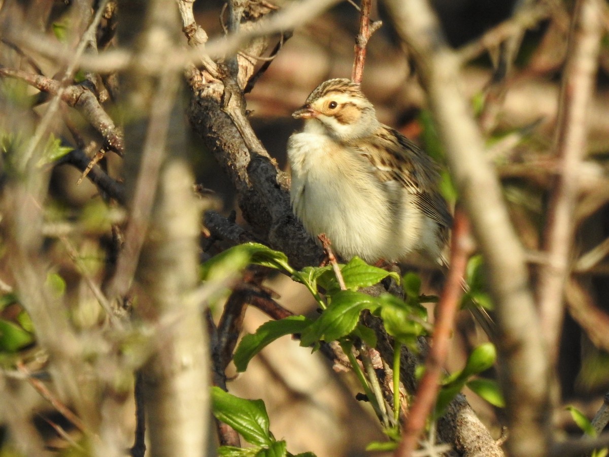 Clay-colored Sparrow - Dana Siefer