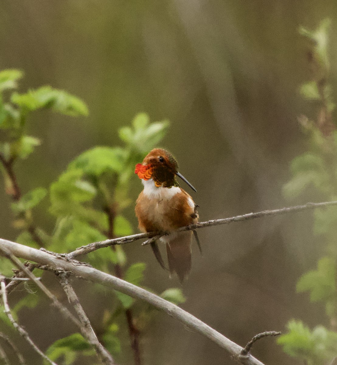 Rufous Hummingbird - ML618533755