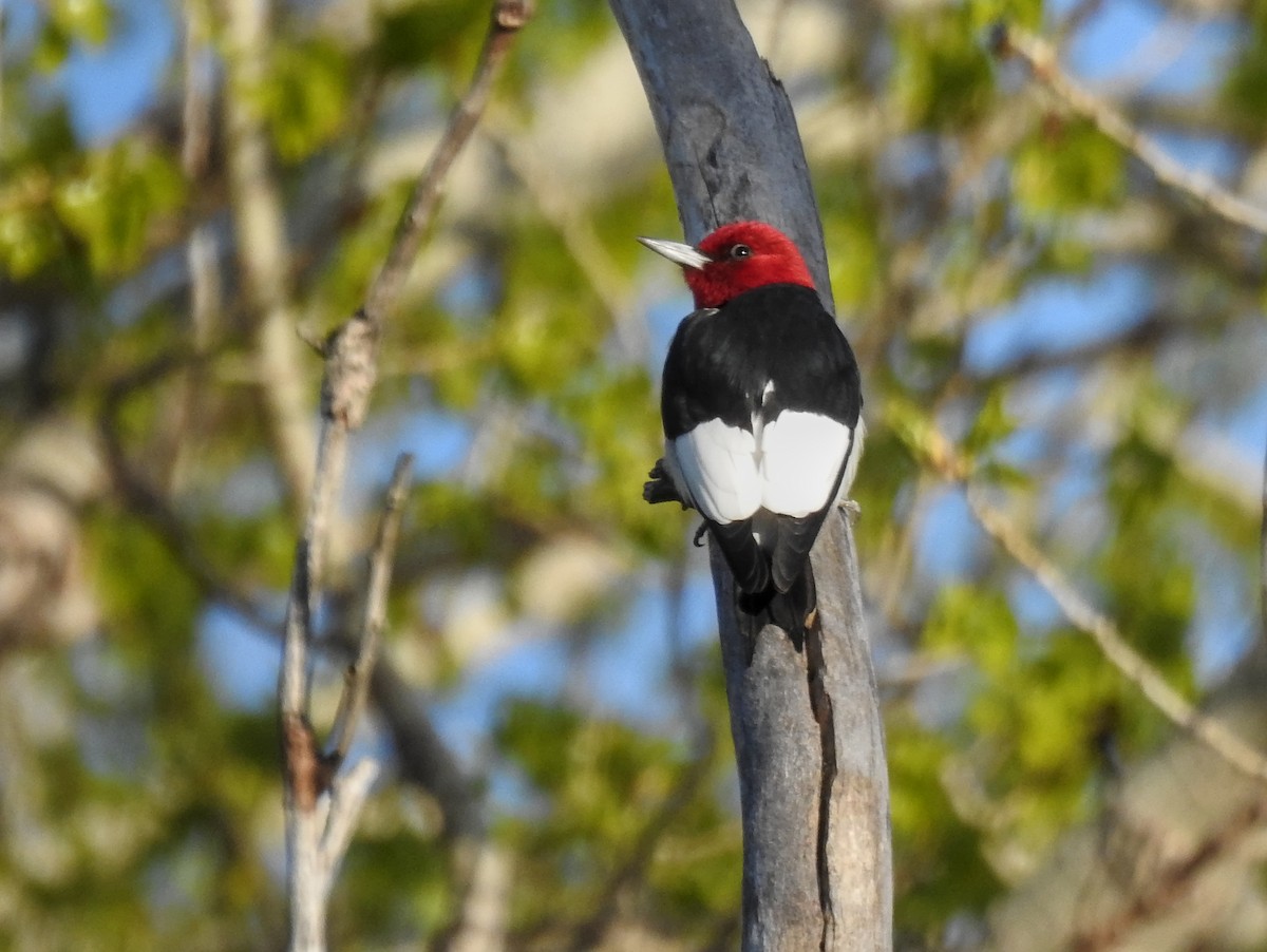 Red-headed Woodpecker - ML618533761