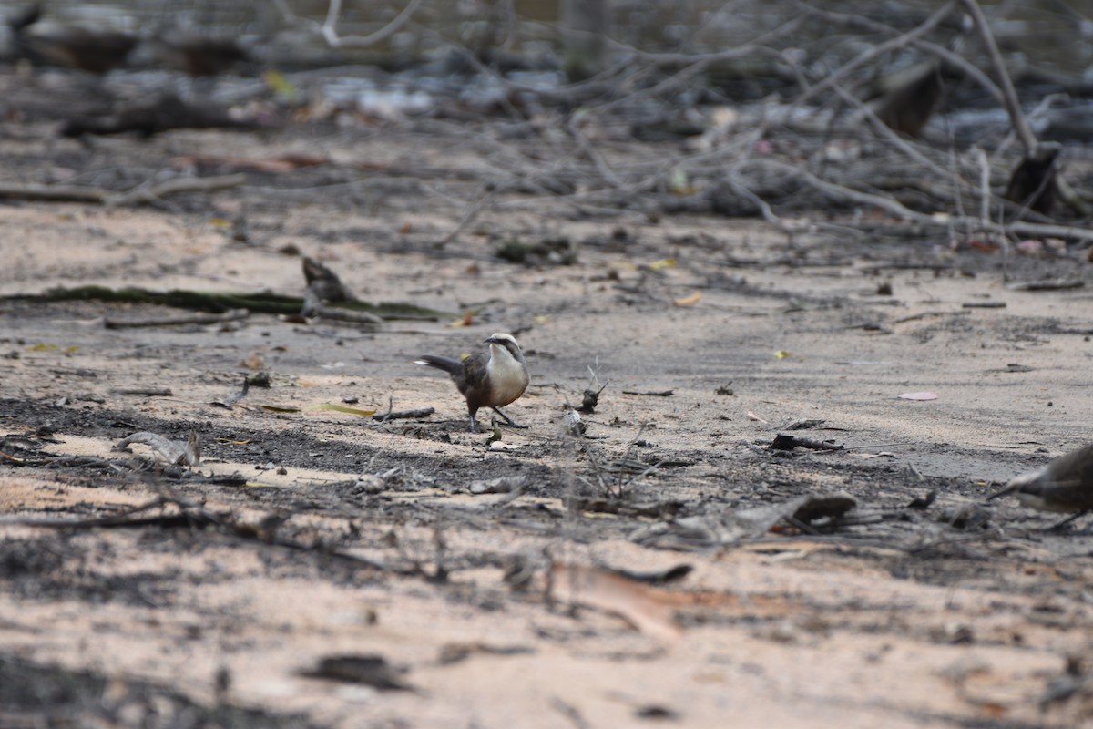 Gray-crowned Babbler - ML618533797