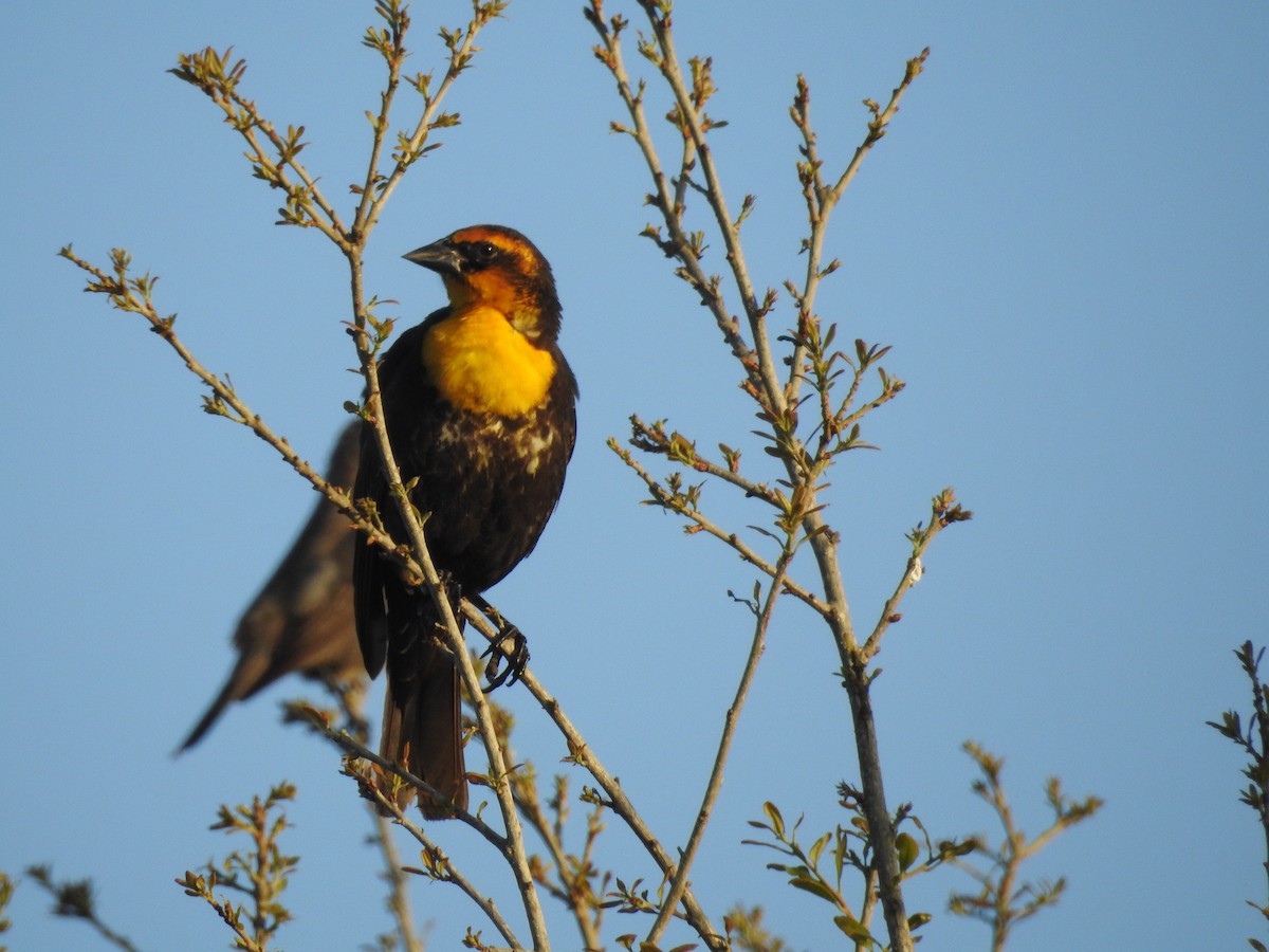 Yellow-headed Blackbird - Daniel Buccelli