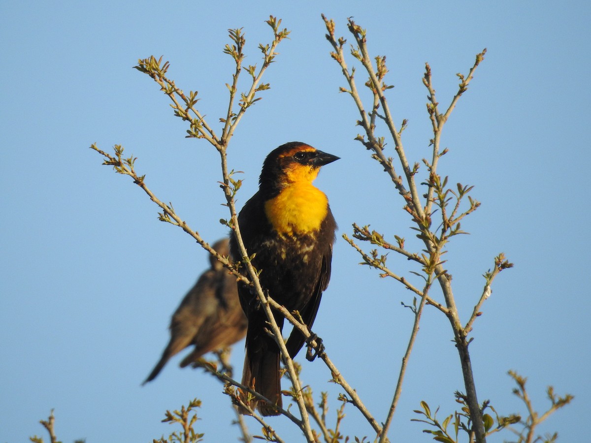 Yellow-headed Blackbird - ML618533802