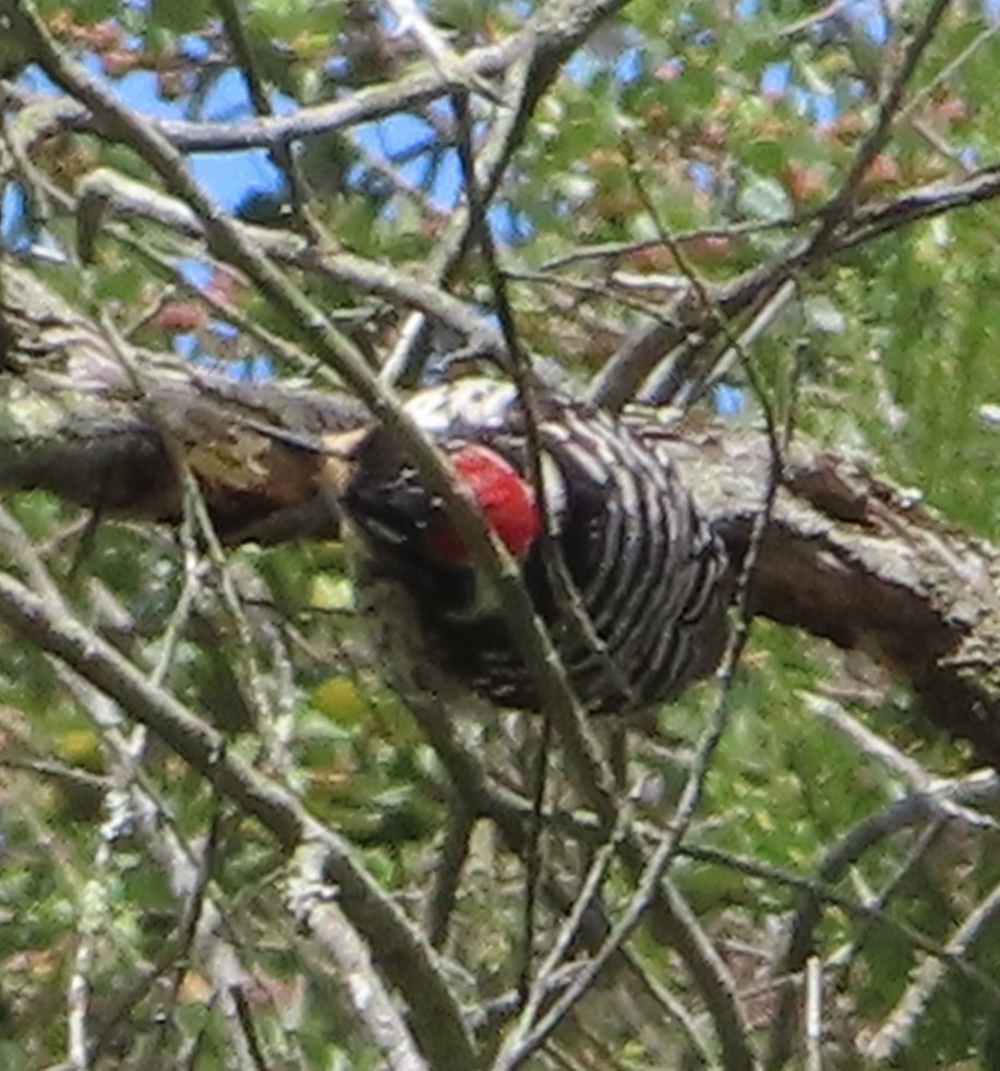 Nuttall's Woodpecker - ML618533832