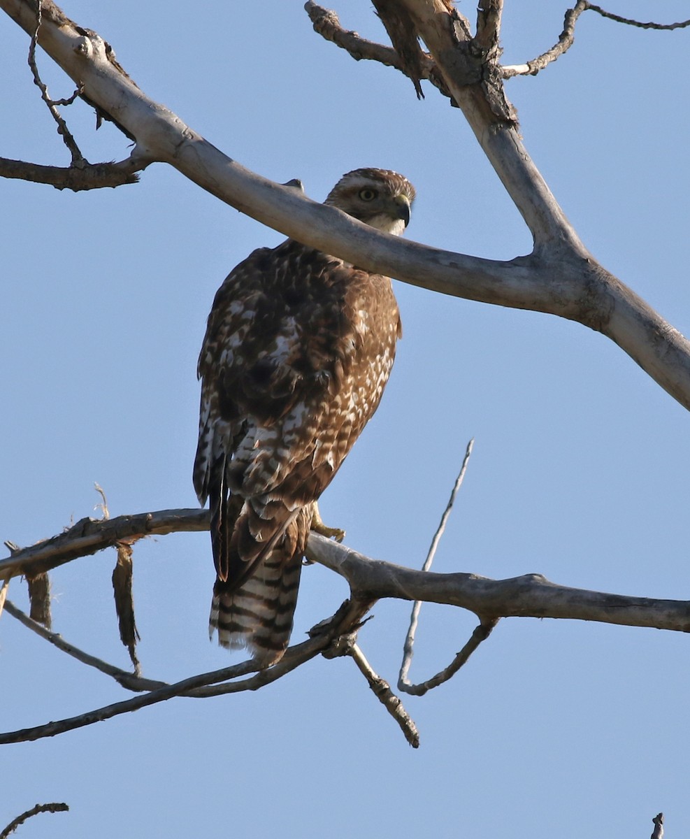 Red-tailed Hawk - ML618533861