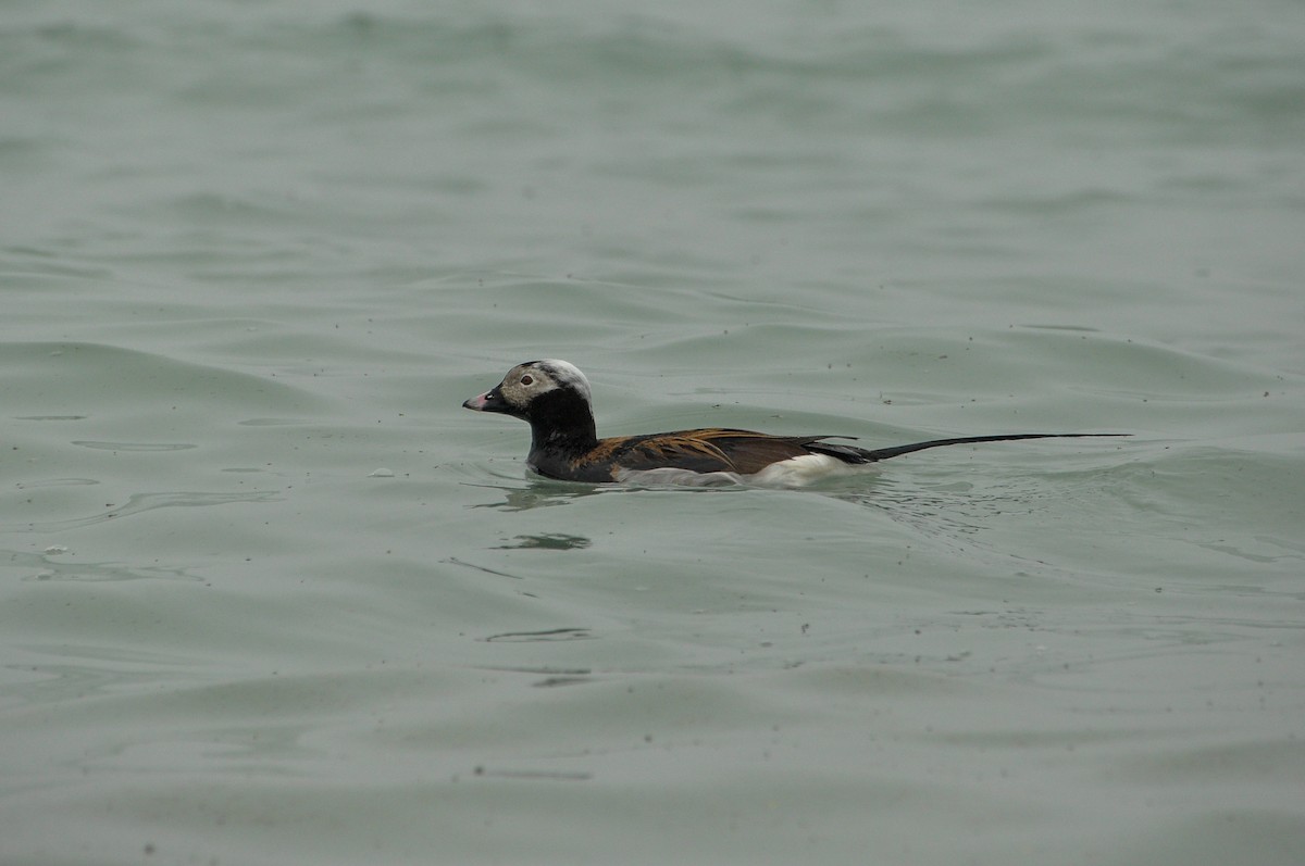 Long-tailed Duck - ML618533905