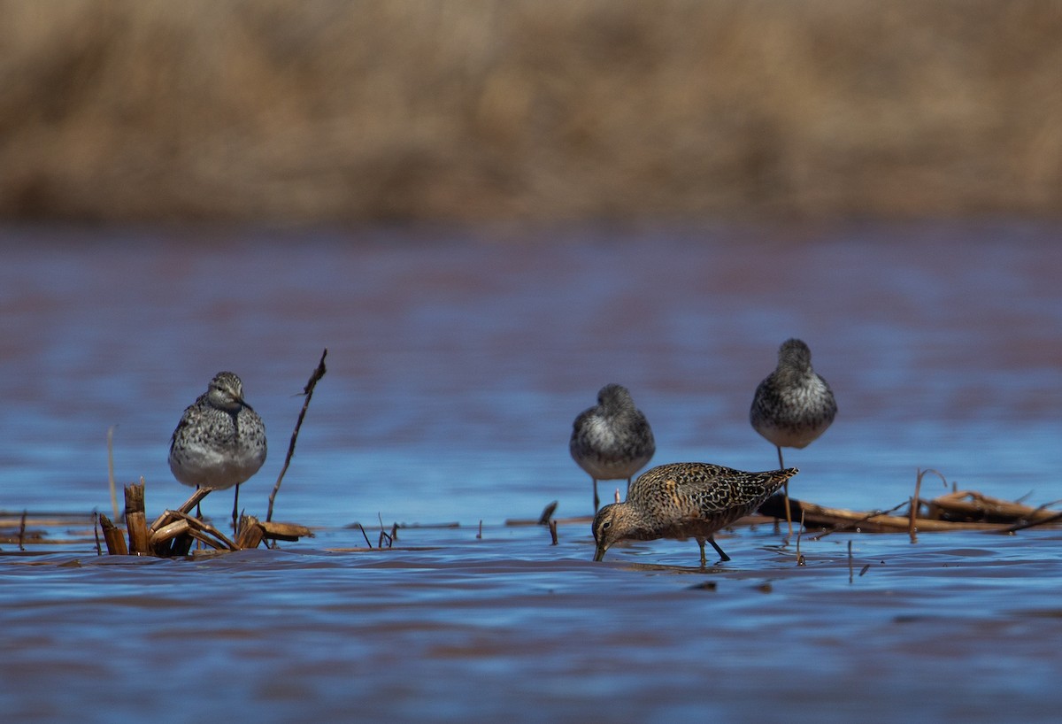 Long-billed Dowitcher - ML618533913