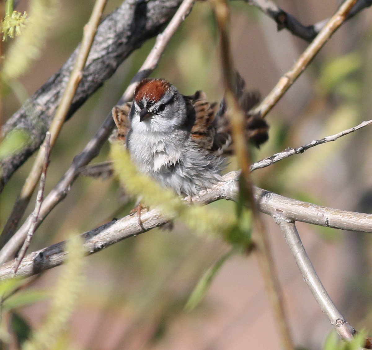 Chipping Sparrow - ML618533942