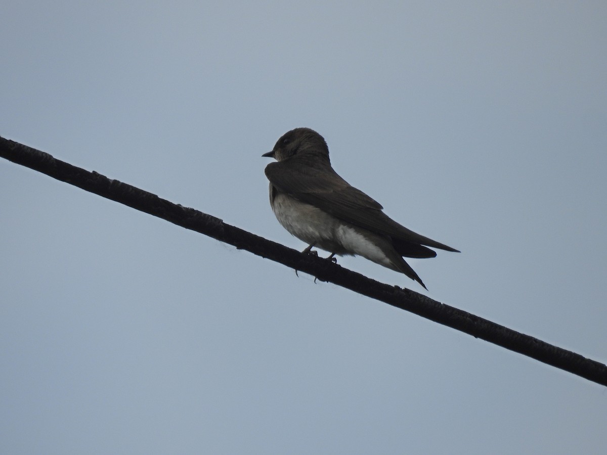 Northern Rough-winged Swallow - Tom and/or Colleen Becker