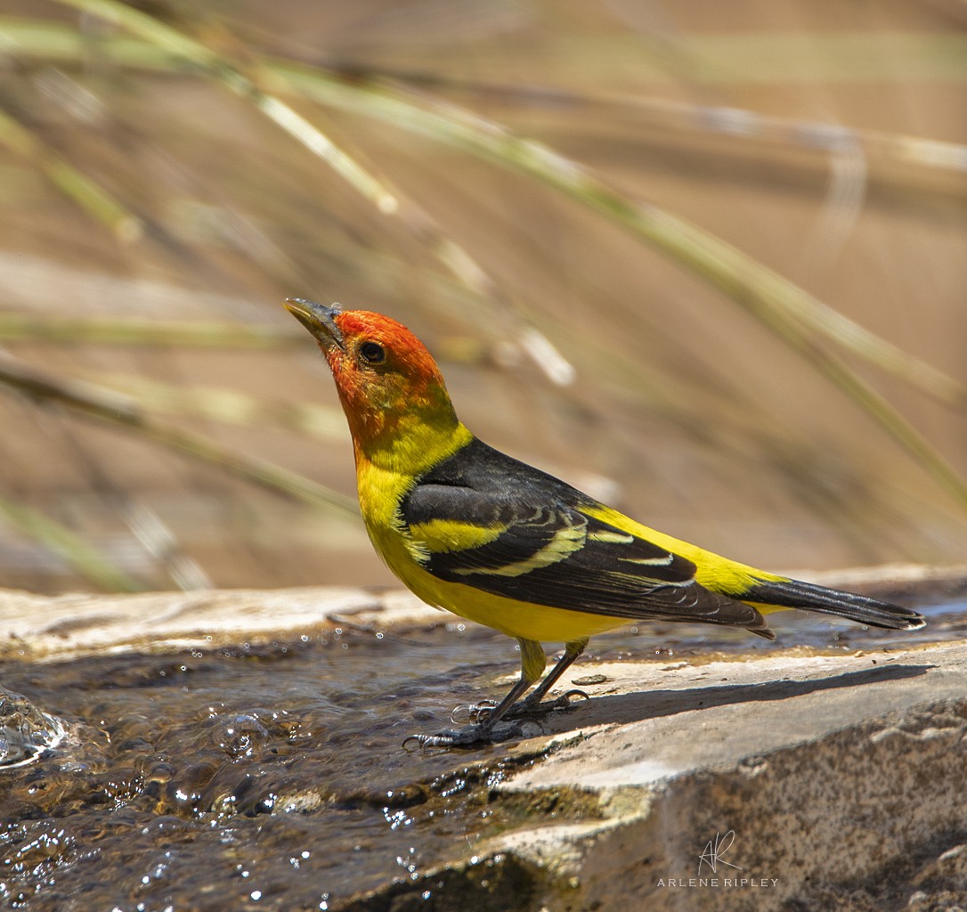 Western Tanager - ML618534003