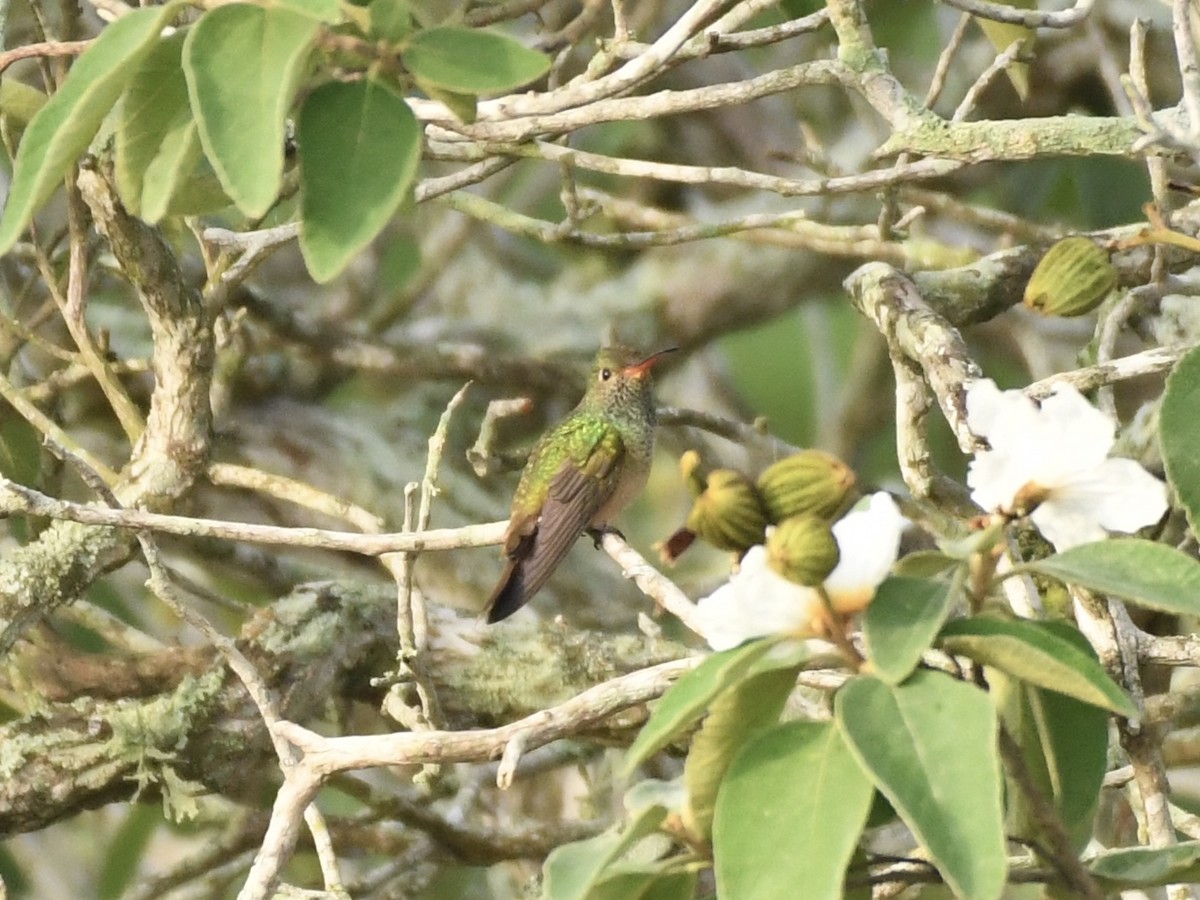 Buff-bellied Hummingbird - ML618534050
