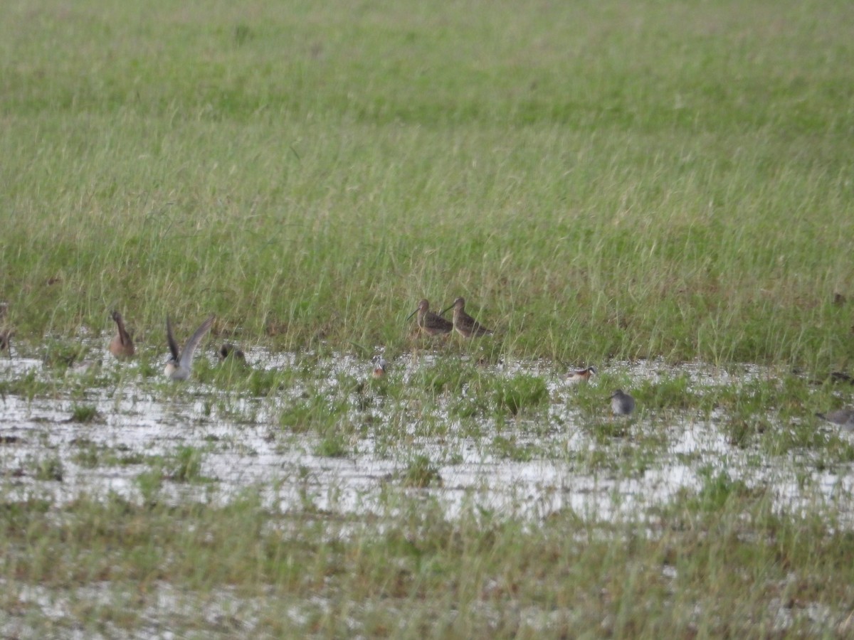 Long-billed Dowitcher - ML618534079