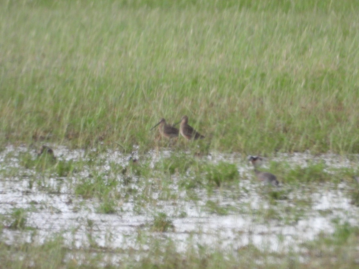 Long-billed Dowitcher - ML618534080