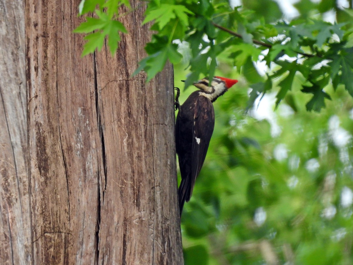 Pileated Woodpecker - ML618534087