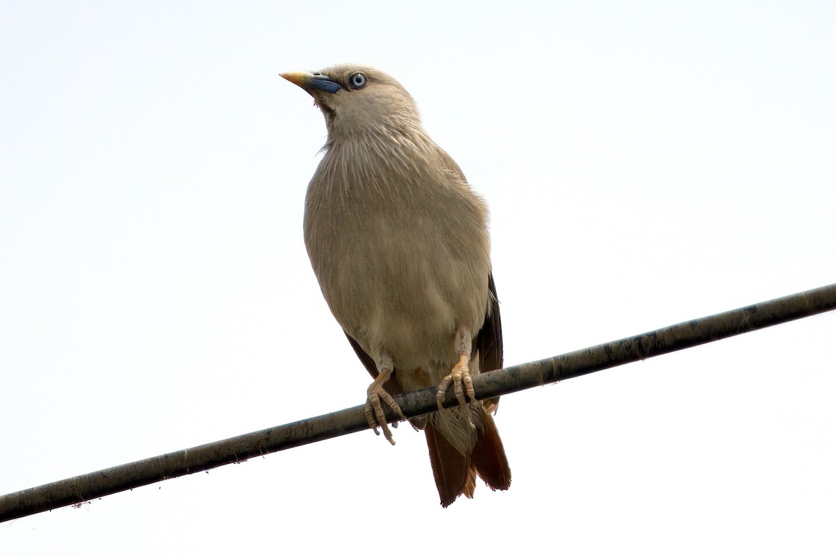 Chestnut-tailed Starling - ML618534095