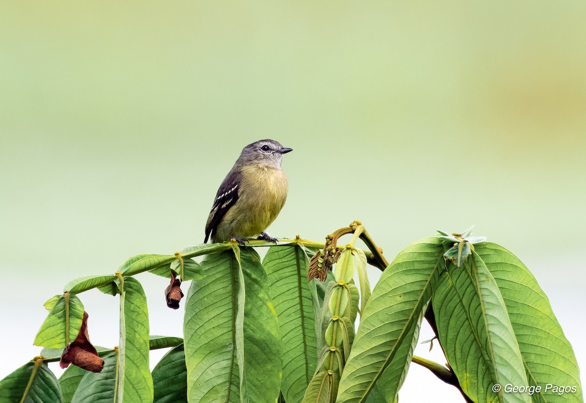 Yellow-crowned Tyrannulet - ML618534098