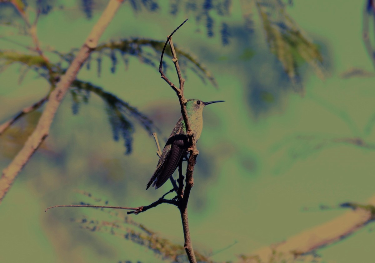 Sombre Hummingbird - ML618534103